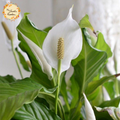 Artificial Flower Peace Lily (Spathiphyllum)