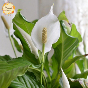 Artificial Flower Peace Lily (Spathiphyllum)