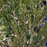 Christmas Plastic Pine Tree Height 35-40cm