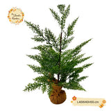 Christmas Plastic Pine Tree Height 35-40cm